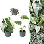 3x Baby Variegata Mix - Diversen - Tropisch - incl. Linnea Misty Blue - Ø6cm - ↕10-15cm, plant in pot