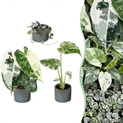 3x Baby Variegata Mix - Diversen - Tropisch - incl. Linnea Misty Blue - Ø6cm - ↕10-15cm, plant in pot