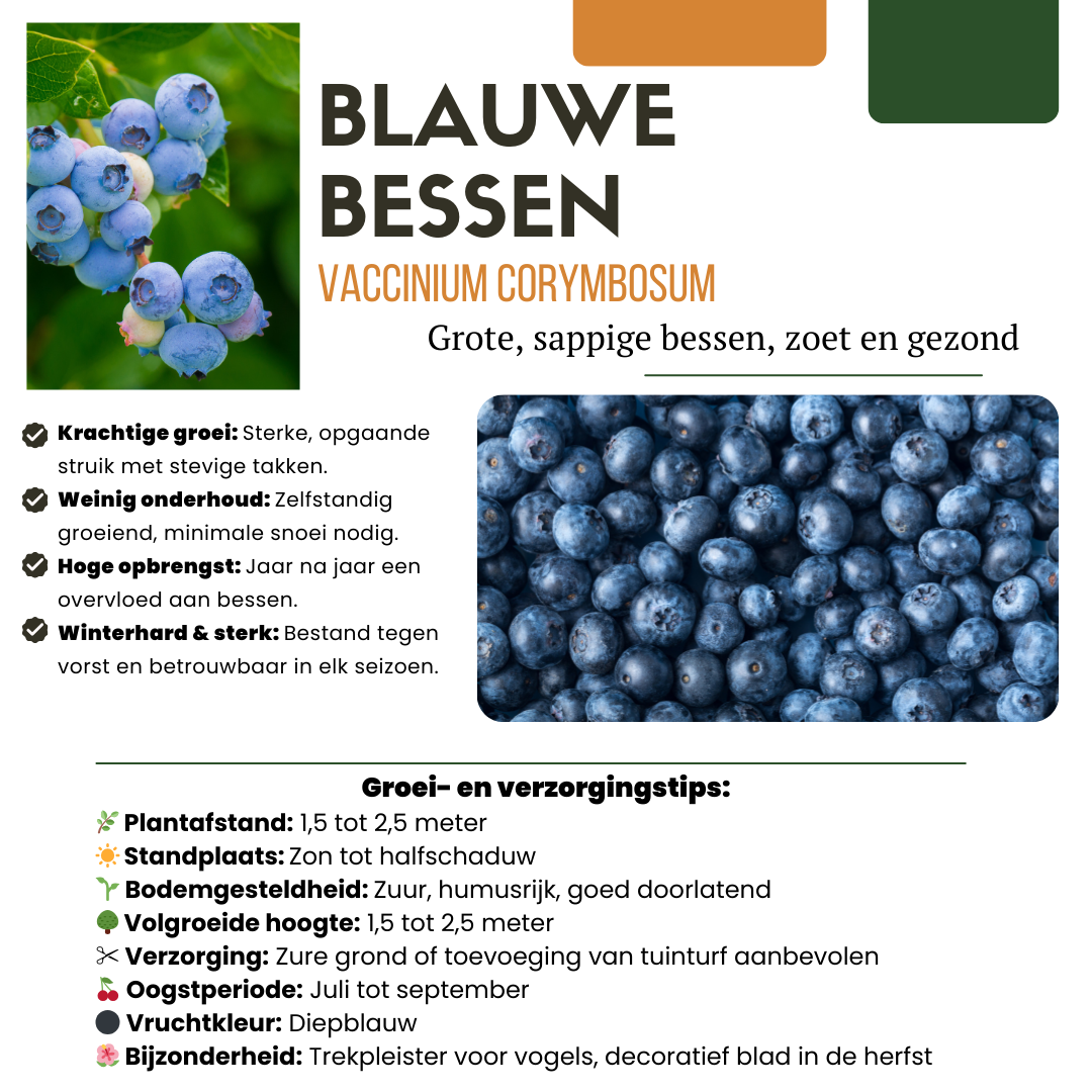 3 x Bosbessenplanten BIO, groene bladeren