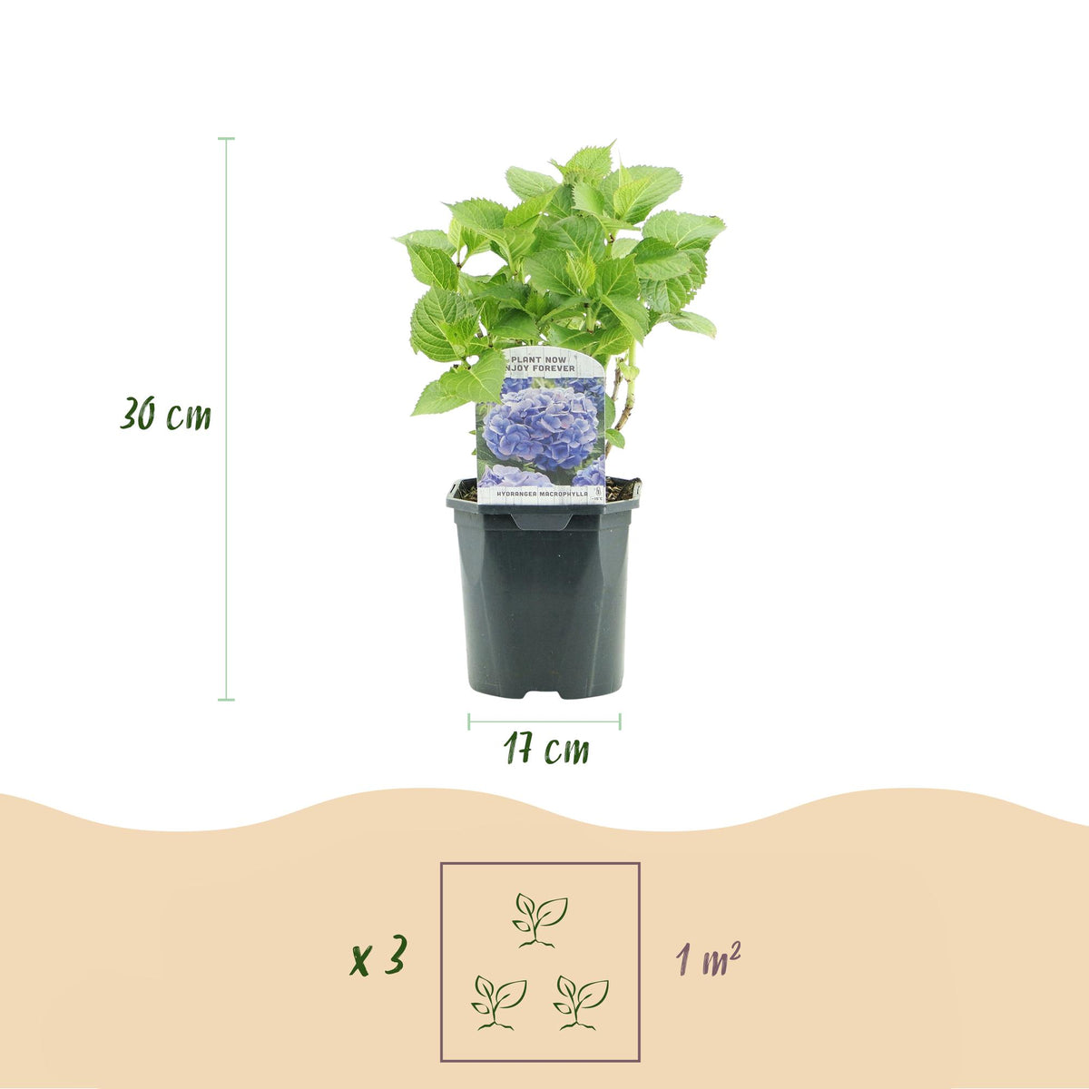 Hydrangea macrophylla Blue, 30 cm hoog, groeiwijze van de plant