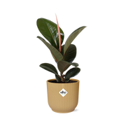 Ficus Elastica ‘Robusta’ in ELHO Vibes Fold 14cm geel