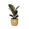 Ficus Elastica ‘Robusta’ in ELHO Vibes Fold 14cm geel