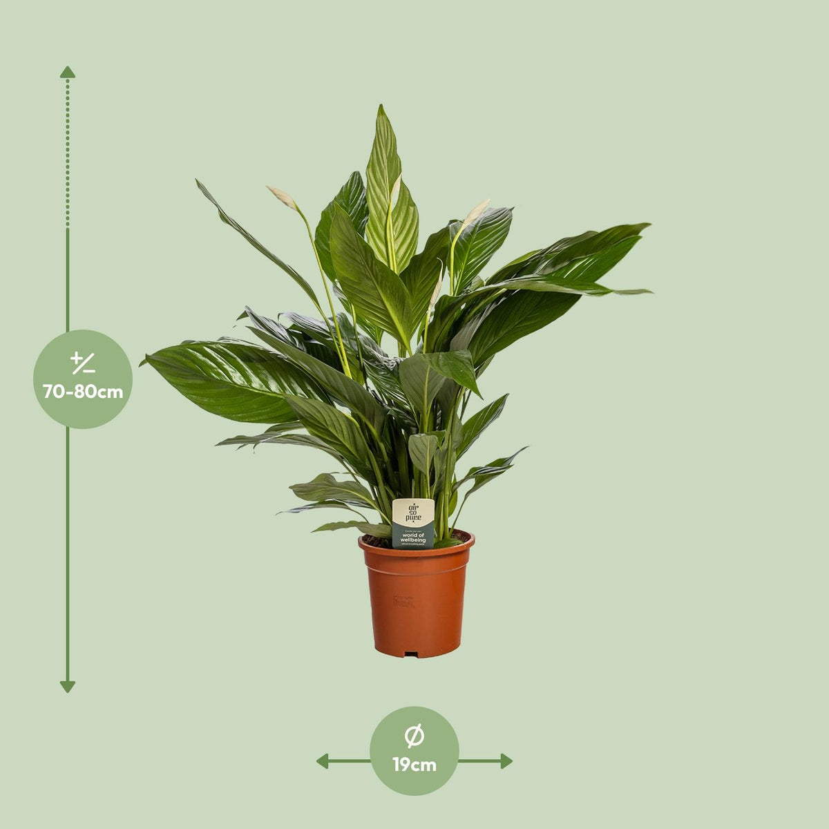 Detailfoto van Spathiphyllum 'Bingo Cupido', vredeslelie, 80 cm hoog