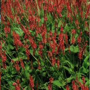 Persicaria amplexicaulis