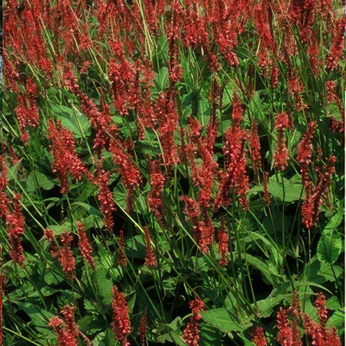 Persicaria amplexicaulis, groeiwijze van de plant