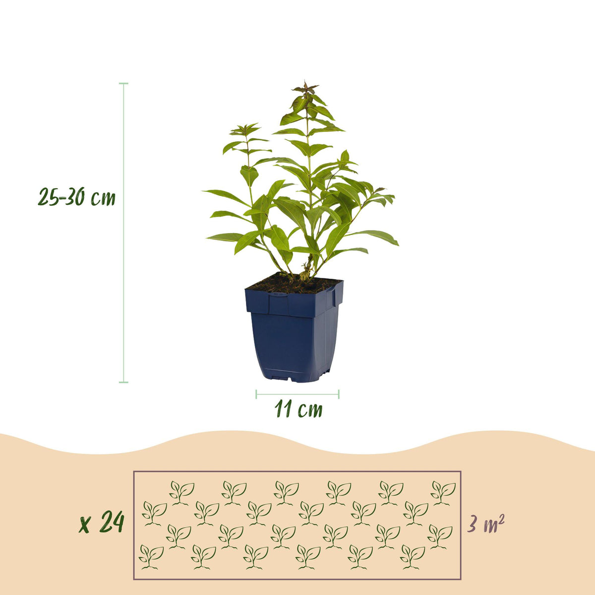 Borderpakket vaste planten, geurend, groeiwijze van de plant