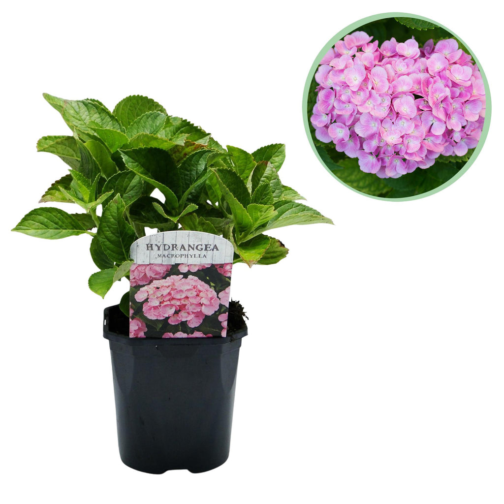 Hydrangea macrophylla Pink, plant in pot