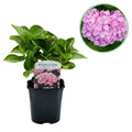 Hydrangea macrophylla Pink, plant in pot