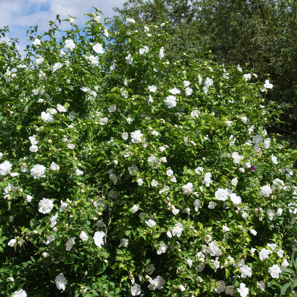 Hibiscus syriacus White Chiffon®, groeiwijze van de plant
