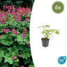 6x Geranium macr. 'Czakor'
