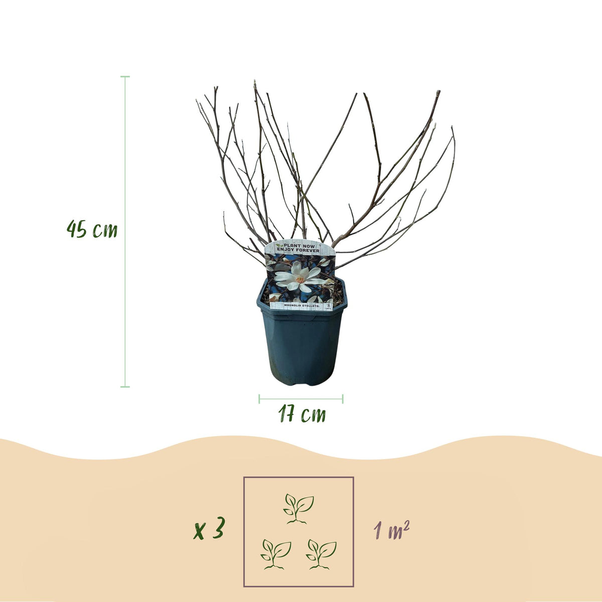 Magnolia Stellata, groeiwijze van de plant