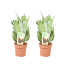 Sansevieria Moonshine - 2 stuks