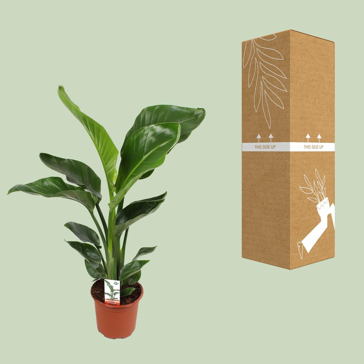 Detailfoto van Strelitzia Nicolai