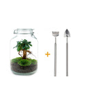 DIY bonsai terrarium Jar Ficus ginseng