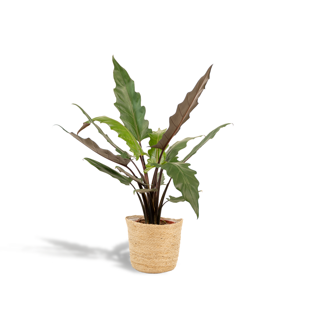 Detailfoto van Alocasia Lauterbachiana