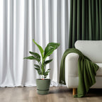 Detailfoto van Strelitzia Nicolai