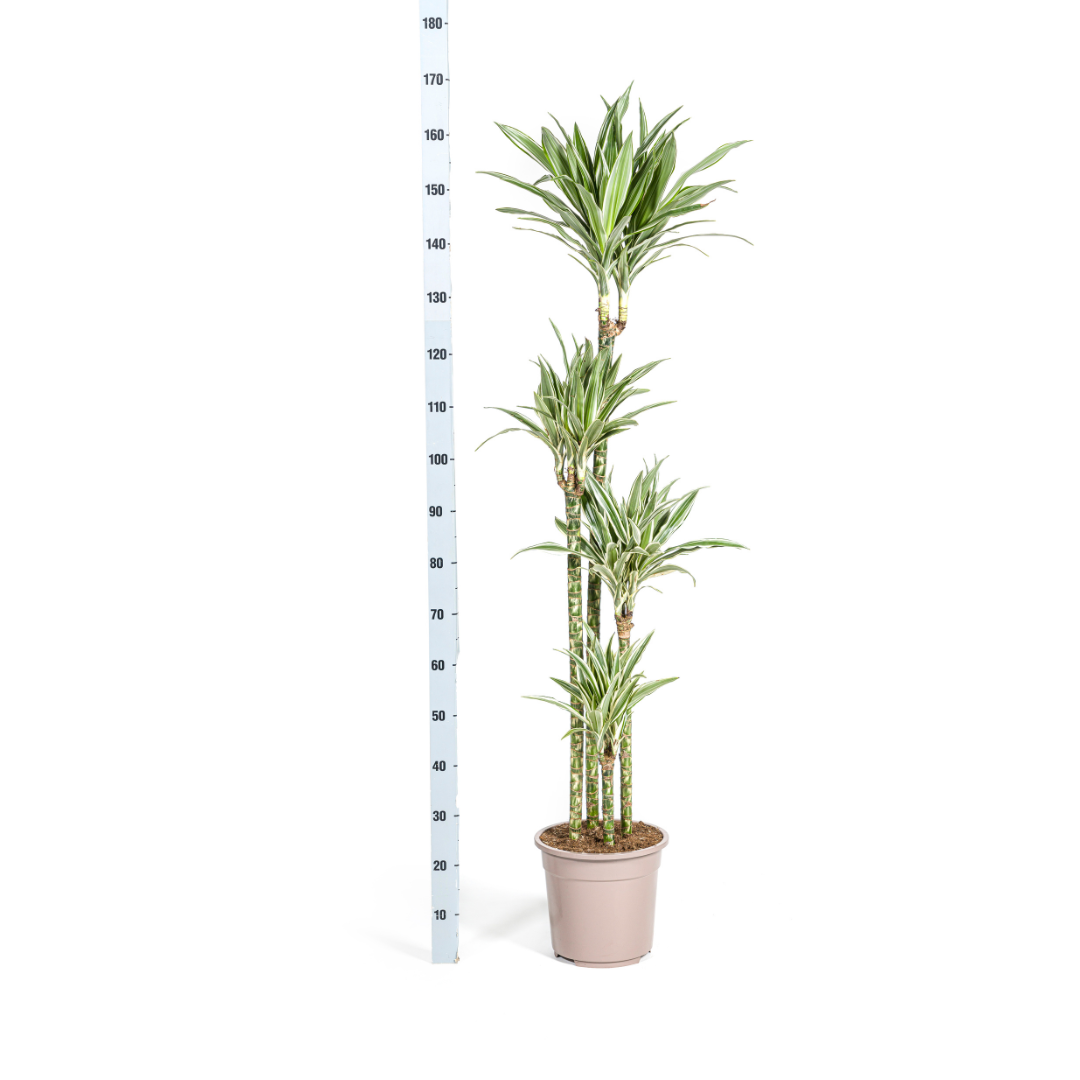 Dracaena Deremensis White Stripe, groeiwijze van de plant