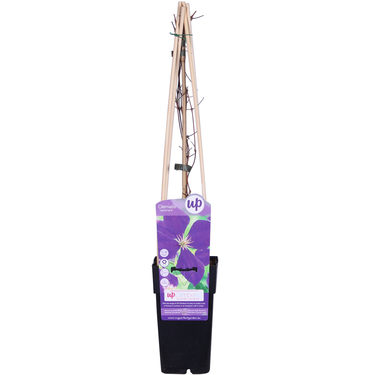 Productfoto van Clematis Jackmanii