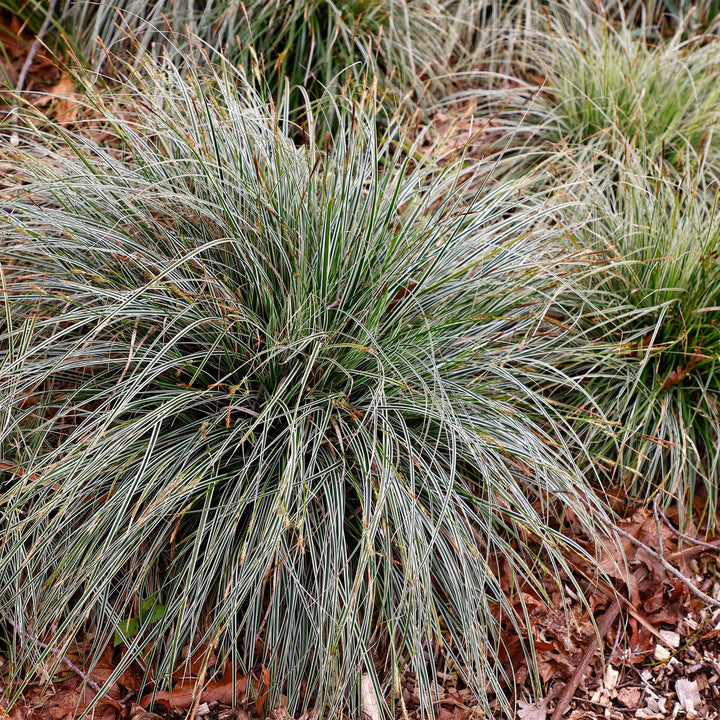 Carex oshimensis Everest - Wit en Groen