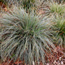 Carex oshimensis Everest - Wit en Groen