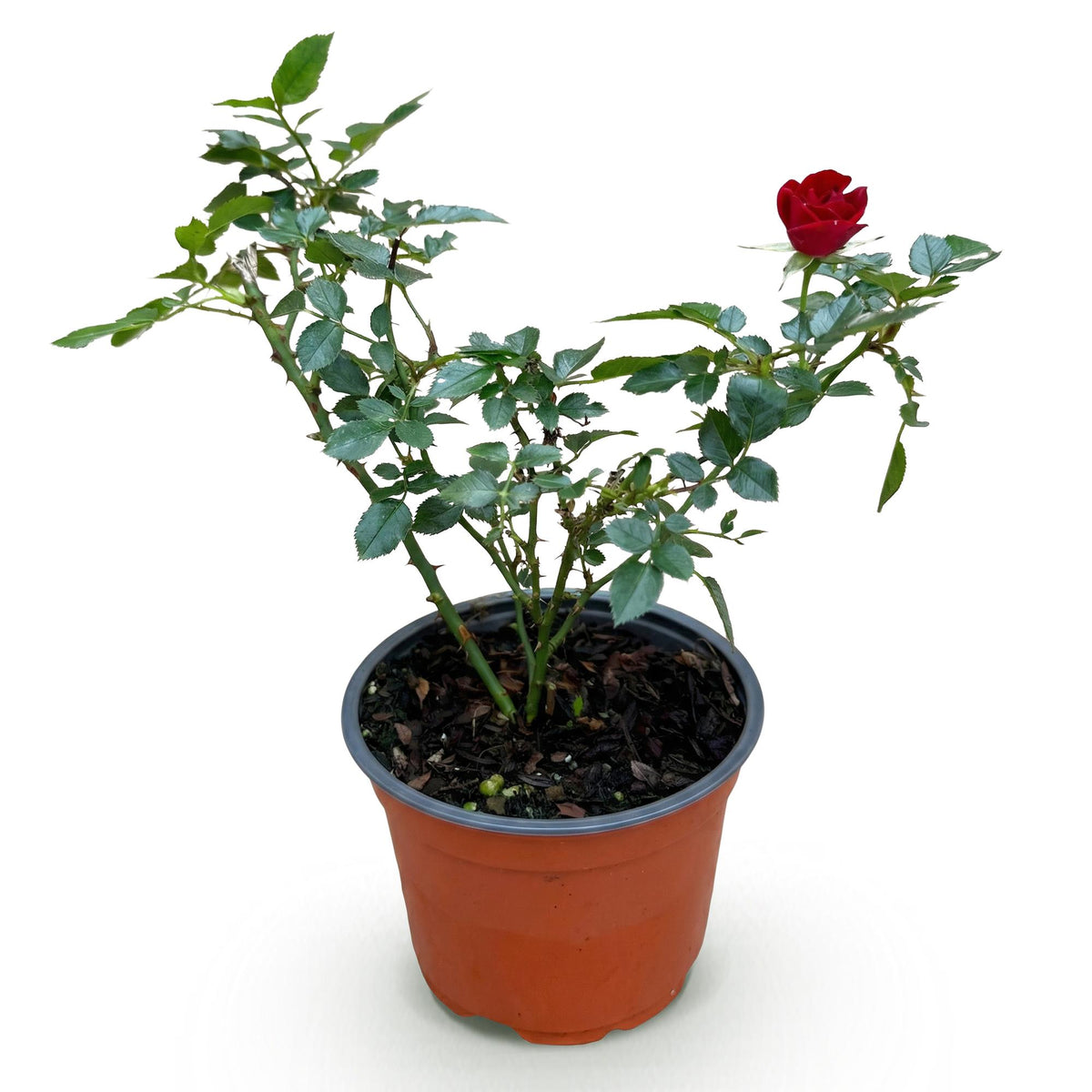 Rosa Rote The Fairy, detail van het blad
