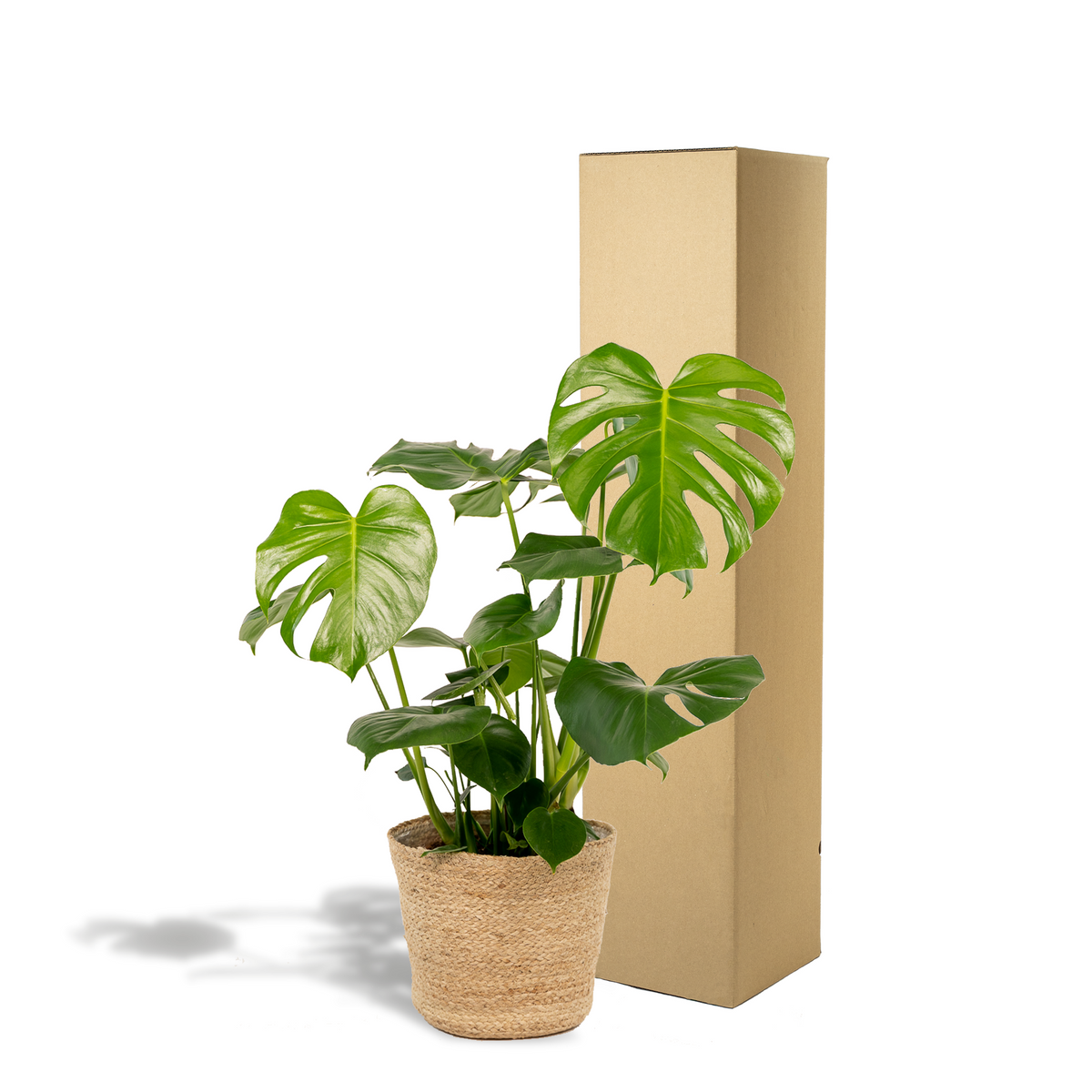 Detailfoto van Monstera Deliciosa