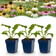 Echinacea Tricolour - Zonnehoed - Geel - Roze - Wit - 6 Planten