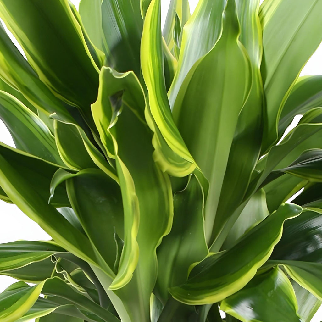 Dracaena fragrans Golden Coast met mand, 50-55 cm hoog, groeiwijze van de plant