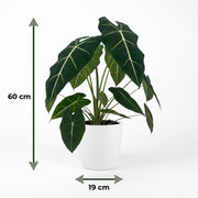 Olifantsoor (Alocasia Frydek) met witte pot