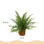 Nephrolepsis exaltata Green Lady met grijze pot, detail van het blad