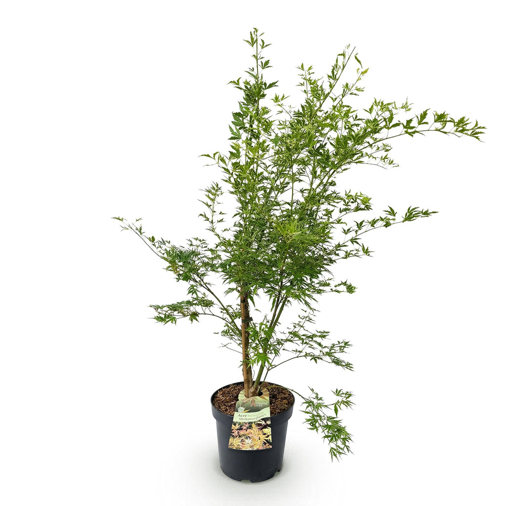 Acer palmatum Methamorphosa, kenmerkend blad