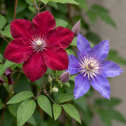 Clematis duo blauw en rood - bosrank - set van 4 - Ø9 cm