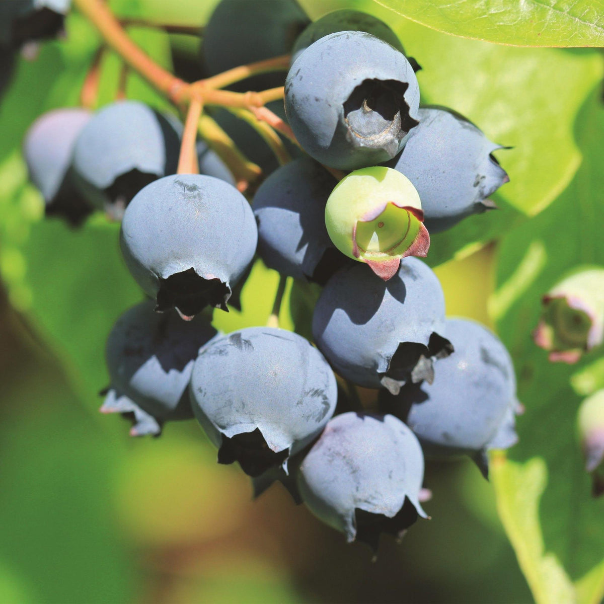 Bosbes Bluecrop, fruitgewas voor de tuin, plant in pot