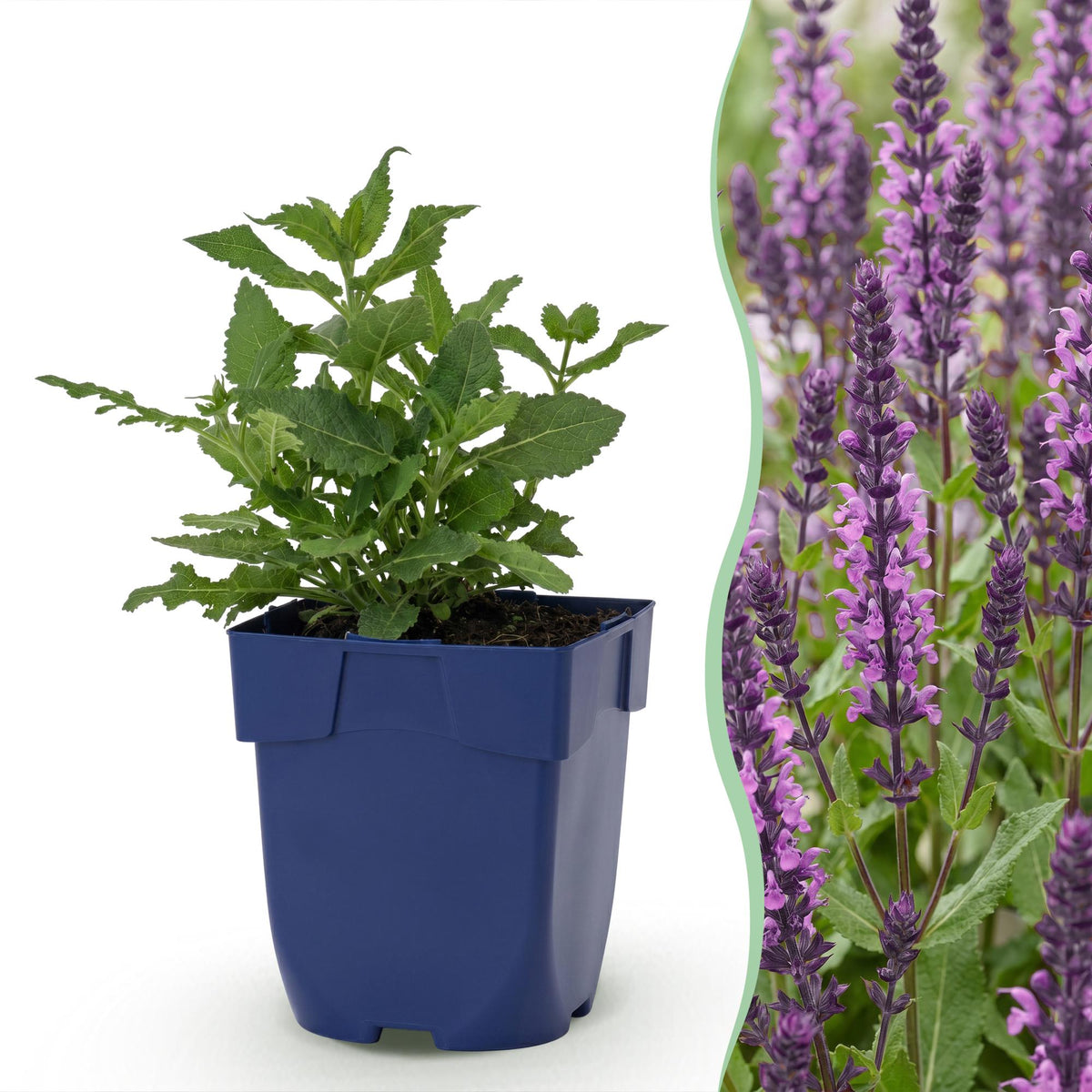 Salie nem. Sense Deepl Pink, met roze bloemen, sterke plant