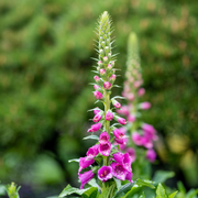 Digitalis purpurea