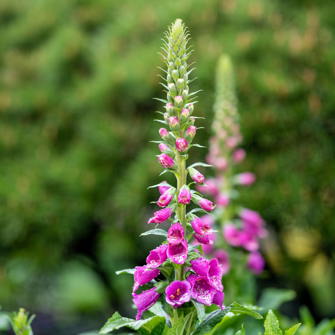 Digitalis purpurea, sierlijke plant
