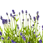 Lavandula Angustifolia, groeiwijze van de plant
