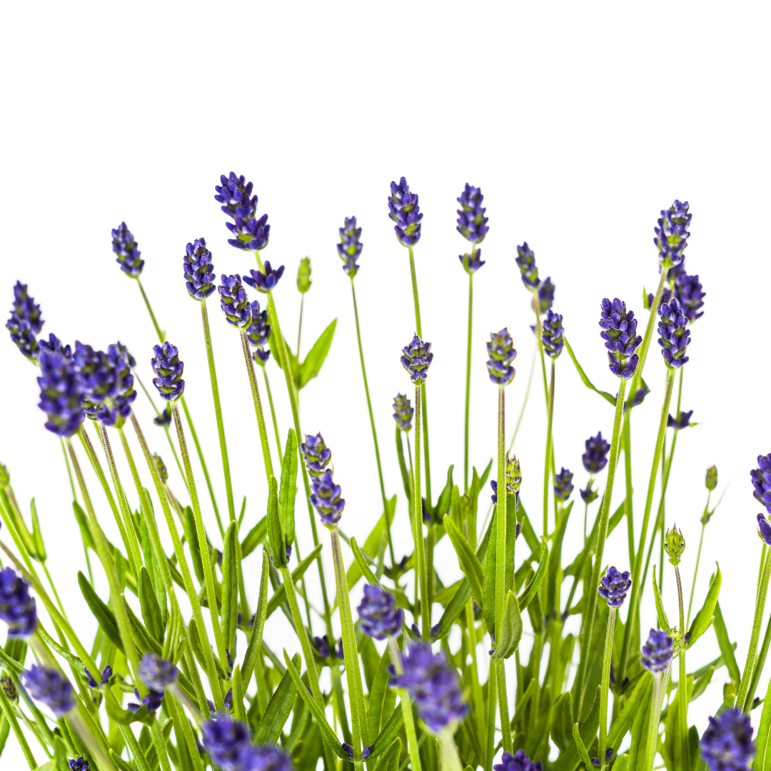 Lavandula Angustifolia, groeiwijze van de plant