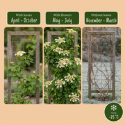 Hydrangea anomala subsp. petiolaris - klimhortensia - Ø9 cm