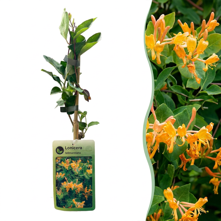 Lonicera x tellmanniana - Tellmann-kamperfoelie - set van 6 - Ø9 cm