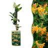 Lonicera x tellmanniana - Tellmann-kamperfoelie - set van 6 - Ø9 cm