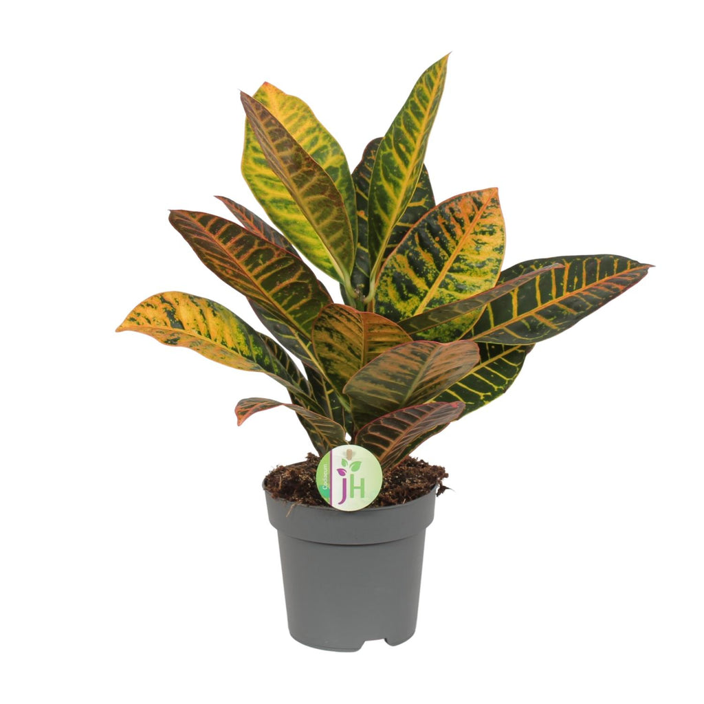 Productfoto van Codiaeum Petra - Croton