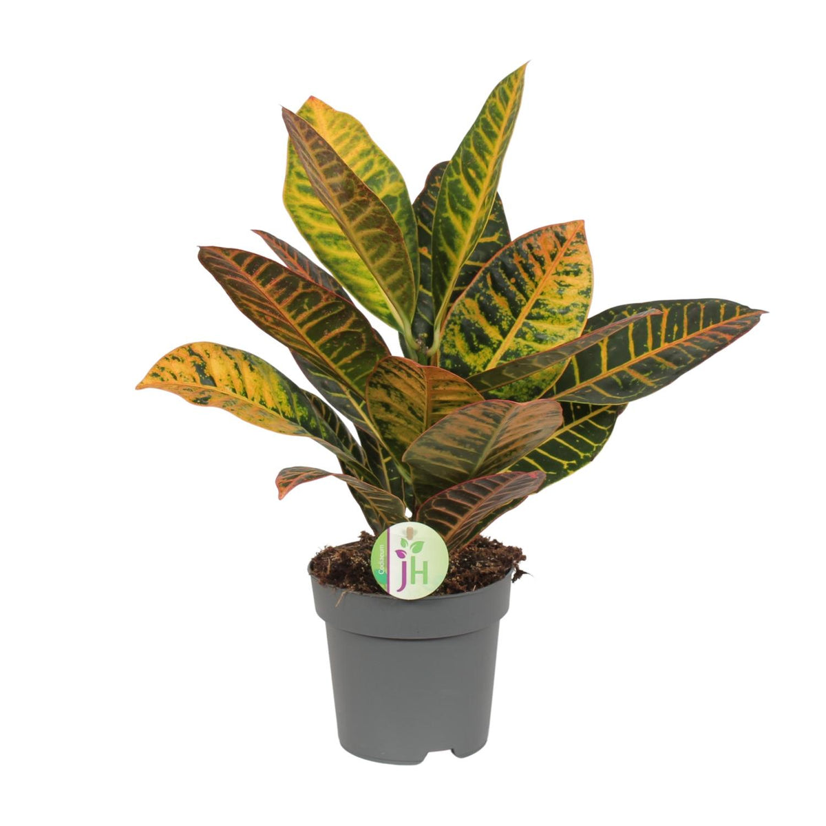 Productfoto van Codiaeum Petra - Croton