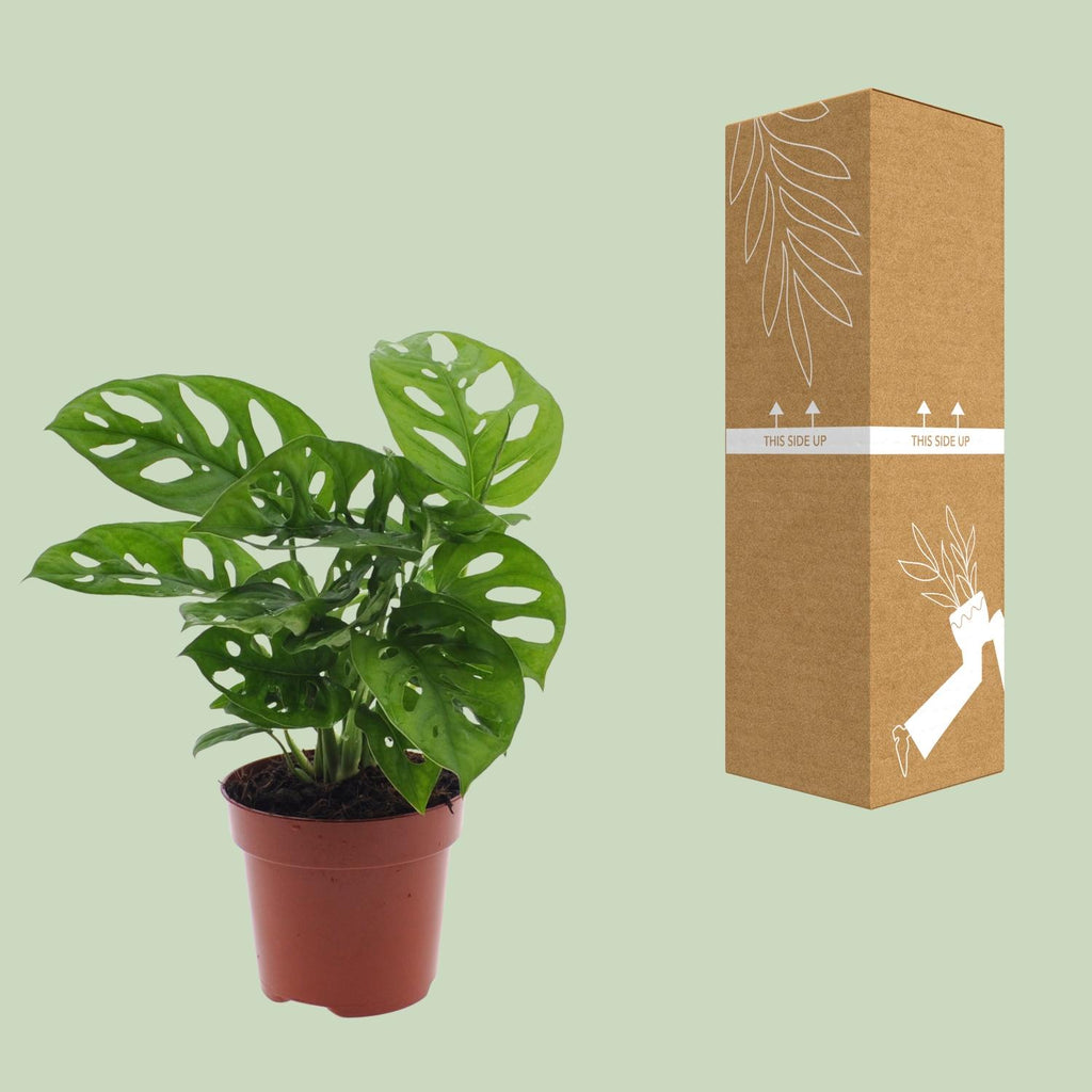 Productafbeelding van Pureplant