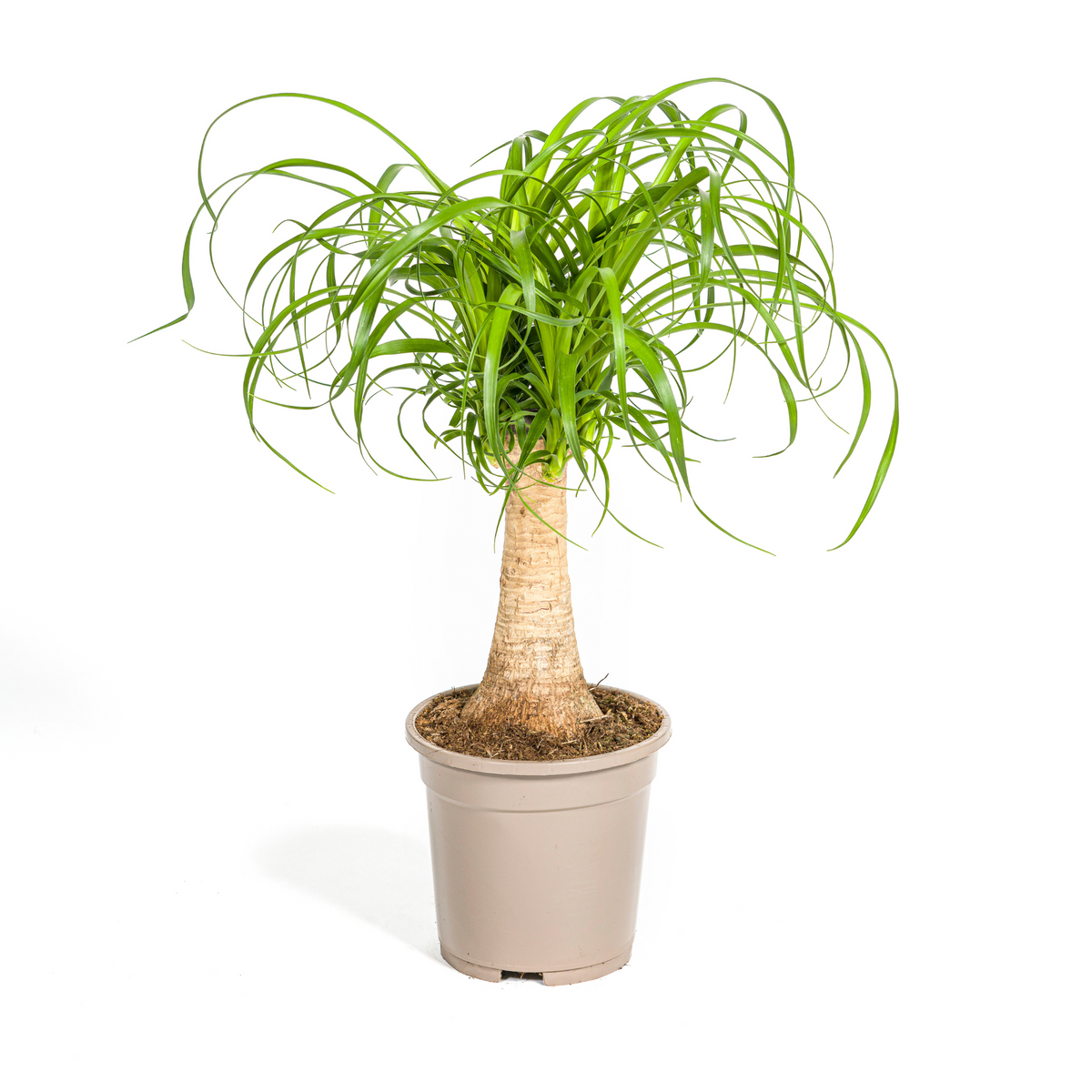 Beaucarnea Recurvata Stam, plant in pot