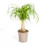 Beaucarnea Recurvata Stam
