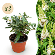 3x Buddleja davidii Butterfly Candy Little White