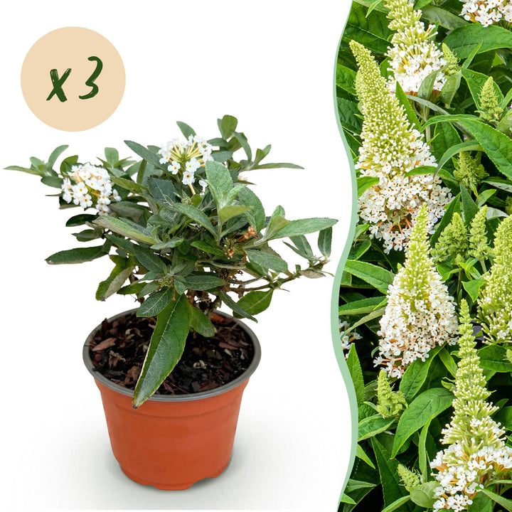 3x Buddleja davidii Butterfly Candy Little White