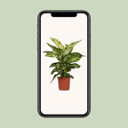 Detailfoto van Dieffenbachia Mars
