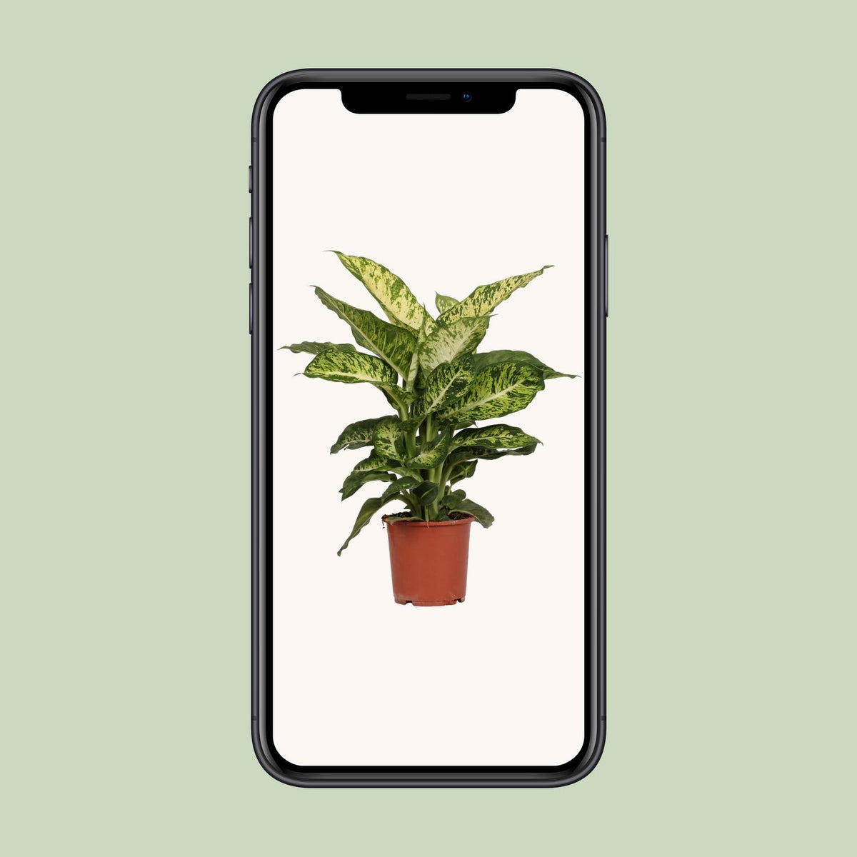 Detailfoto van Dieffenbachia Mars